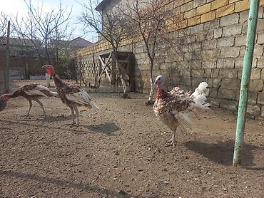 K/t heyvanları və malları: Hinduşka sürüsü – qəhvəyi-ağ ləkəli rəngdə, iri bədən quruluşlu — 5