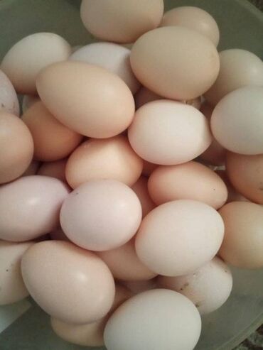 яйцо в Кыргызстан | МОЛОЧНЫЕ ПРОДУКТЫ И ЯЙЦА: Продаю инкубационое яйцо Полу брама, домашние куры! цена за единицу