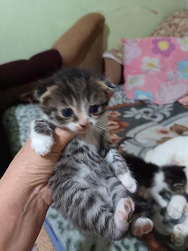 Продажа кошек: Котята вместе с мамами, 2 кошки молодые и 8 котят. - Помёт — 6