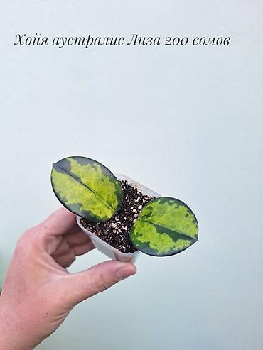 Хойялар: 🌿 Хойи разных сортов в продаже. Названия сортов и цены указаны на — 2
