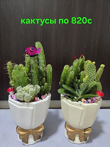 Антуриумы: Антуриум Андре (Anthurium andreanum) в декоративном кашпо. - — 18