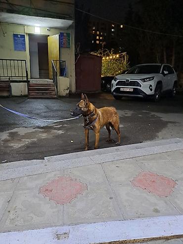 it telimi: 1 il, Dişi, Ünvandan götürmə — 2