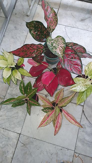 Другие комнатные растения: Продам комнатные цветы, в хорошем грунте, не тепличные, ухоженные — 18