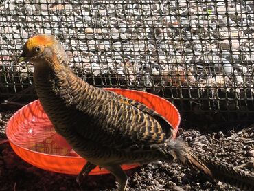 корова обмен: Золотые Фазаны цена 1-5500сом