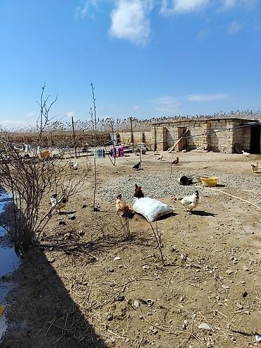 Həyət evi alıram: 100 kv. m, 4 otaqlı, İşıq — 5