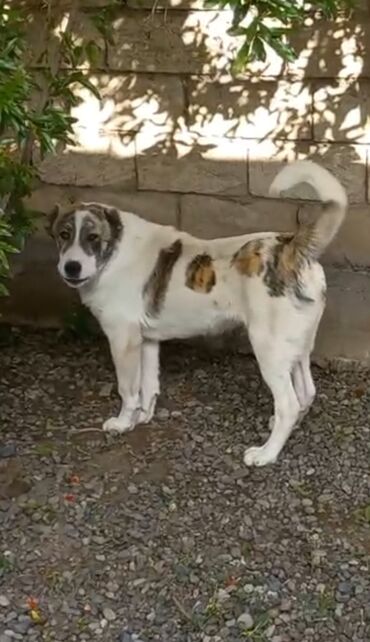 İnformatika: Təcili Satılır! Ləzgi Çoban İti – Erkək, 10 Aylıq 📏 Boy: 70 sm (hələ