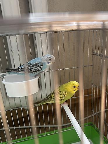 Птицы: 🦜💛 Продаются два волнистых попугайчика вместе с клетками Красивые — 2