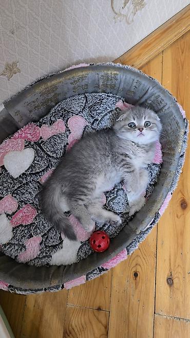 Pişiklər: Şotland — 2