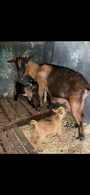 Keçilər, çəpişlər: Satılır: süd keçisi bala ilə Xüsusiyyətlər: - Ana keçi qəhvəyi-qara — 5