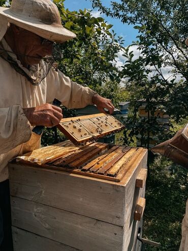 şinşila pişik satılır: Arı ailəsi satışı Karnika Bakfast cinsi arılar satılır!!! Arılar tam