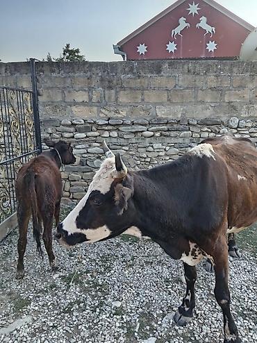 lal ördək satışı: Saxlama təsərrüfatından inək və bala - Südlük istiqamətli, buynuzlu — 3