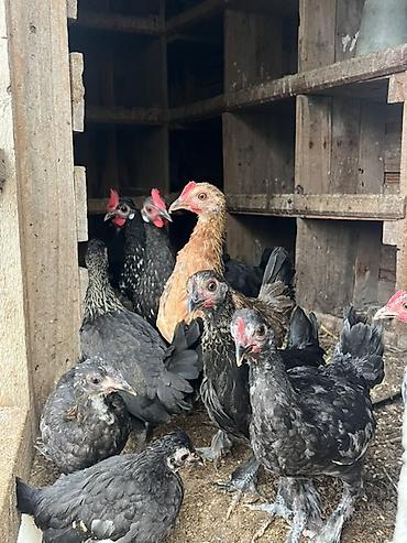 ev qus: Toyuq, Damazlıq, Ünvandan götürmə, Pulsuz çatdırılma, Rayonlara çatdırılma — 1