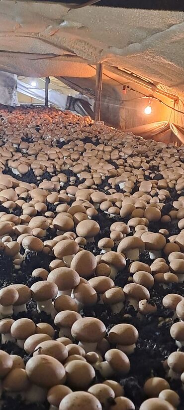 Toxumlar: Salam hərvaxtınız xeyir, "CHAMPION GROUP" olaraq sizlərin qarşısına — 10