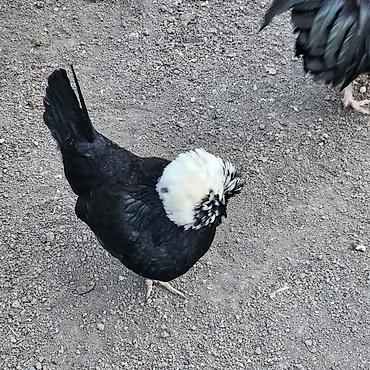 Toyuqlar: Toyuq, Damazlıq — 9