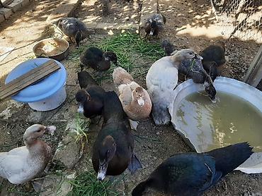 lavanda ördək: 🦆 Kanada sortlu ördəklər satılır 🔹 3 günlük ördək balası – 6 AZN 🔹 — 1