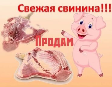 торпоктор сатылат: Продаю свежее мясо 🥩 ПРИНИМАЕМ ЗАКАЗЫ НА МЯСО СВИНИНЫ, МОЛОДОЕ НЕ