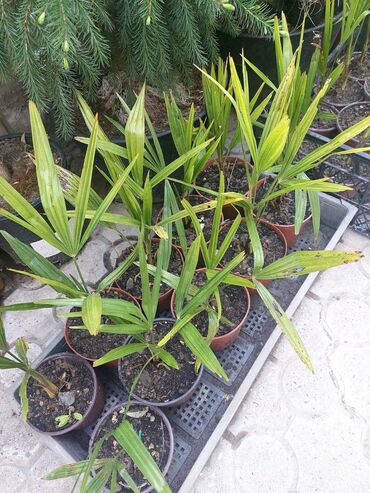 Houseplants: Lepezasta palma