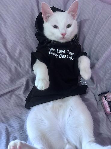 слив пантера котедж: 1 год, Мальчик, Белый — 2