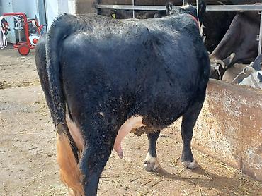 Коровы, быки: Продаю | Корова (самка) | Для молока | Привязанные — 1