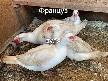 Другие с/х животные: Мускусные утки (индоутки), разные окрасы. - Порода/типы: венгерские — 26