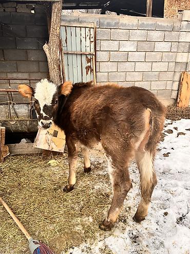 Коровы, быки: Продаю | Тёлка | Для молока, Для разведения, На откорм | Отела не было at lalafo.kg — 5 Коровы, быки: Продаю | Тёлка | Для молока, Для разведения, На откорм | Отела не было — 5