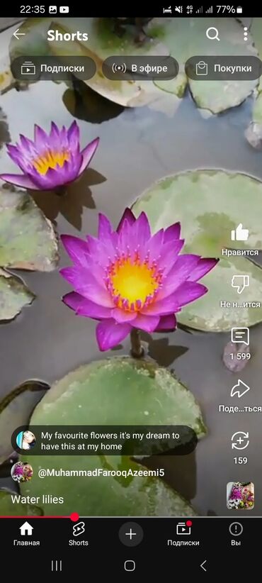 Садовые цветы и кустарники: Семена цветка: Самовывоз, Платная доставка — 9