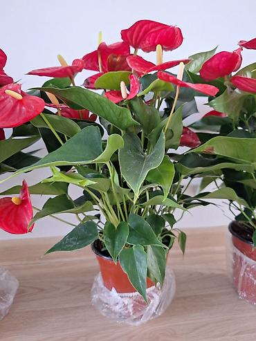 антуриум купить: Антуриум (Anthurium andreanum) в горшке. - Крупные ярко‑красные — 3