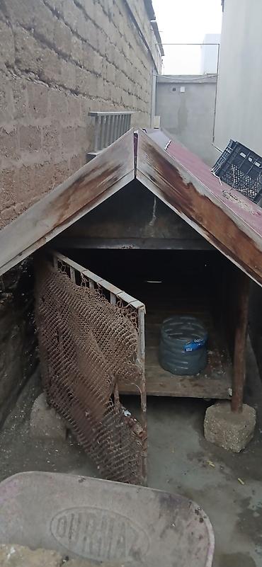 İtlər: Alman çoban iti — 8