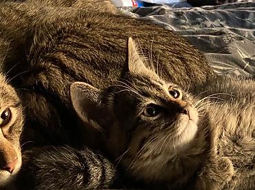 котятки: Кошка даром: Беспородная, 3 месяца, Мальчик, Приучена к лотку, Проглистована — 3