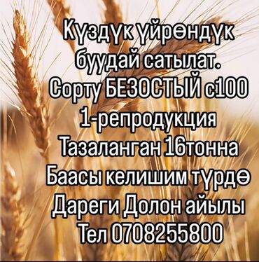где можно купить саженцы малины в бишкеке: Семена: Пшеница