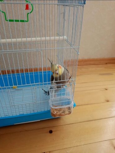 Tutuquşları: Karela papuqay 1 yaşi var insanlardan qaçmir 2 söz deyil aşkim cici — 3