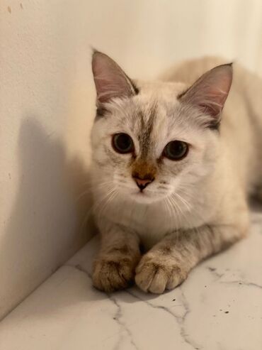 миска для животных: Отдам в хорошие руки кот по имени:Мери 9 месяцев умная спокойная
