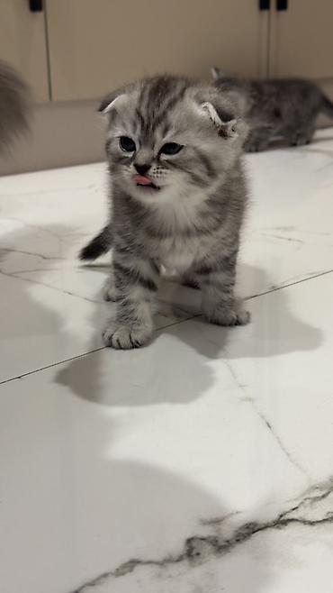 Продажа кошек: Три кошки и один кот Породистые котята серебристого окраса — 30