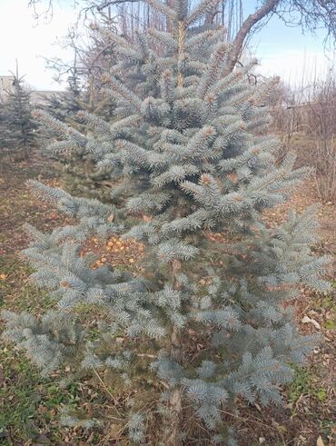 Декоративные деревья: Саженцы деревьев: Ели — 14