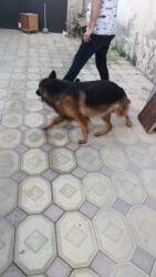 i̇tlər afcarka: Alman çoban iti, 3 ay, Erkek