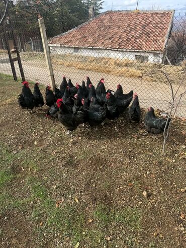 Toyuqlar: Australorp Cəm 23 Heyvandır 19 Toyuq Yumurtlayan 4 Damazlıq Xoruz — 4