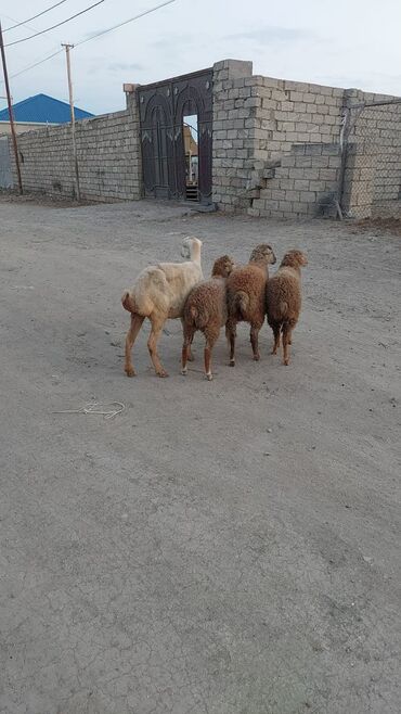 Gəmiricilər: Dişi, il: 3, Damazlıq, Ödənişli çatdırılma
