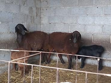 Баран, овца: Продаю | Овца (самка) | Для разведения | Матка — 6