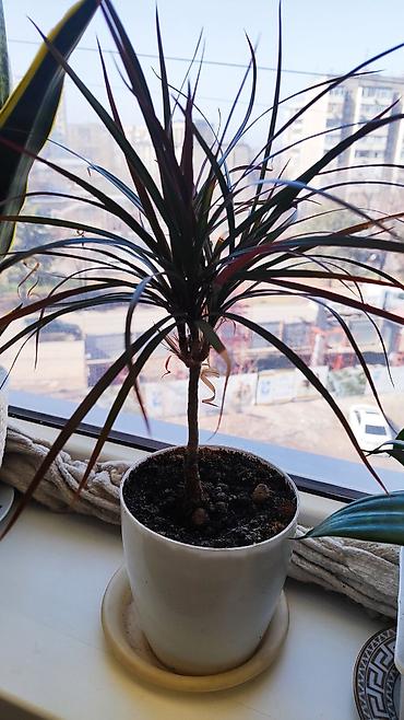 Другие комнатные растения: Распродажа!!!Комнатные растения за всё 2000 сом — 1