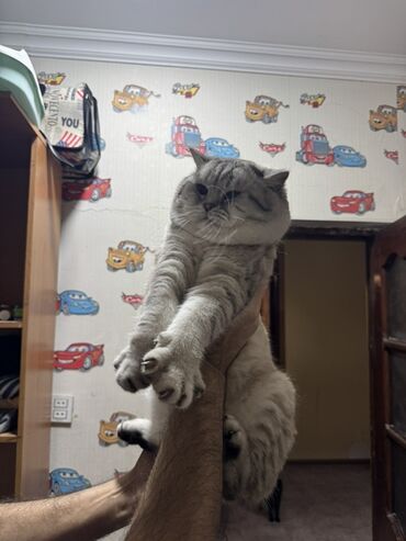 Pişiklər: Britan — 16