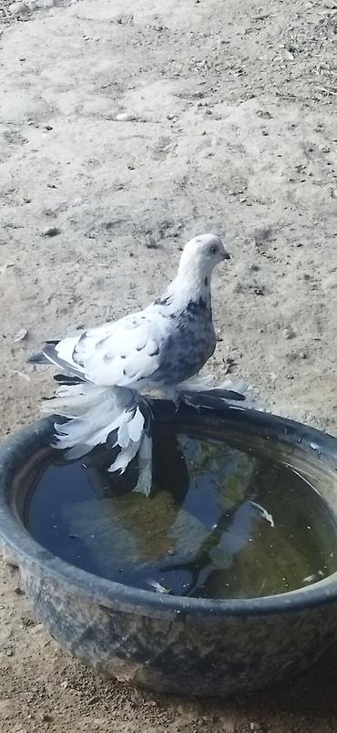 Птицы: Голуби кокучкон кабутар сатылат — 9