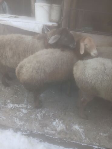Бараны, овцы: Продаю | Овца (самка) | Для разведения | Матка — 4