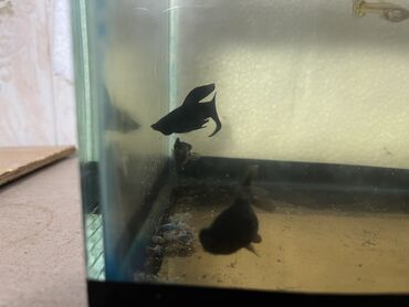 Balıqlar: Sülhsevər -da lalafo.az — 3 Balıqlar: Sülhsevər — 3