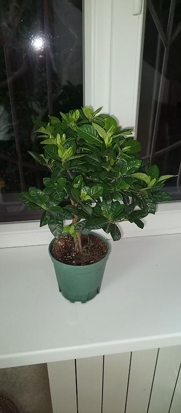 Гардения жасминовидная (Gardenia jasminoides) в горшке. - Компактный