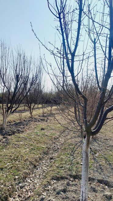 Bağ evlərinin satışı: Göyçay, 110 kv. m, 3 otaqlı, Hovuzsuz, İşıq — 4