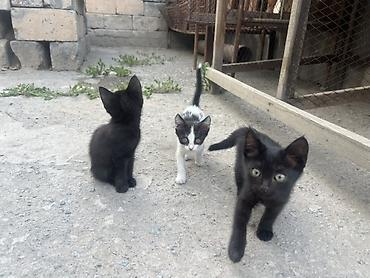 Кошки: Котята, помёт из нескольких малышей - Шерсть короткая, мягкая; у — 3