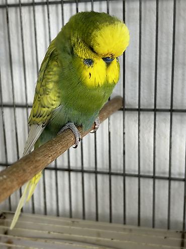 Tutuquşları: Çexler temiz qan!… Yanlız ciddi alıcılar yazsın !… Təmiz qan ayağı -da lalafo.az — 2 Tutuquşları: Çexler temiz qan!… Yanlız ciddi alıcılar yazsın !… Təmiz qan ayağı — 2