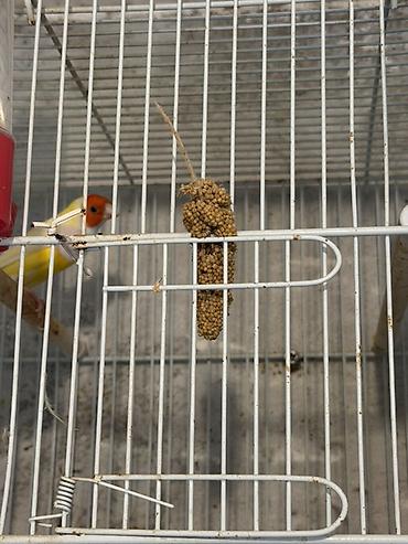 heyvanlar quşlar: Papuqaylarin hamisi satilir qiymet munasibdir 0555555048 bu nomreye — 3