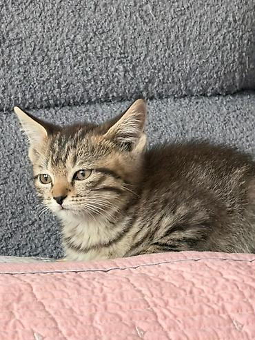голубя: Котёнок тигрового окраса - Полосатый короткошёрстный котёнок с — 1