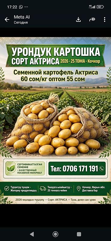 Картошка Оптом at lalafo.kg Картошка Оптом